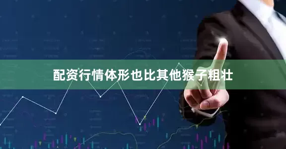配资行情体形也比其他猴子粗壮